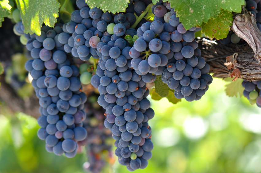 Red Grapes on the Vine in Napa Valley