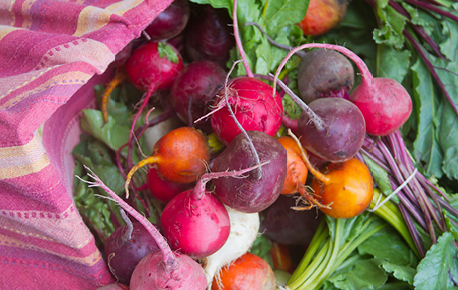 Close up of colourful radishes