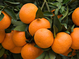 All about Oranges