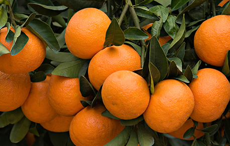 Photo of oranges on the tree