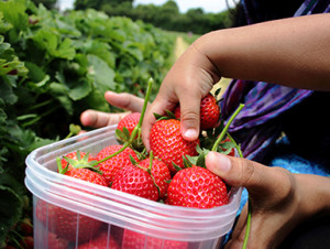 All About Strawberries