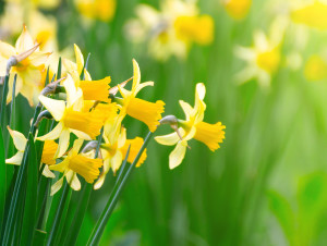 Daffodil Month